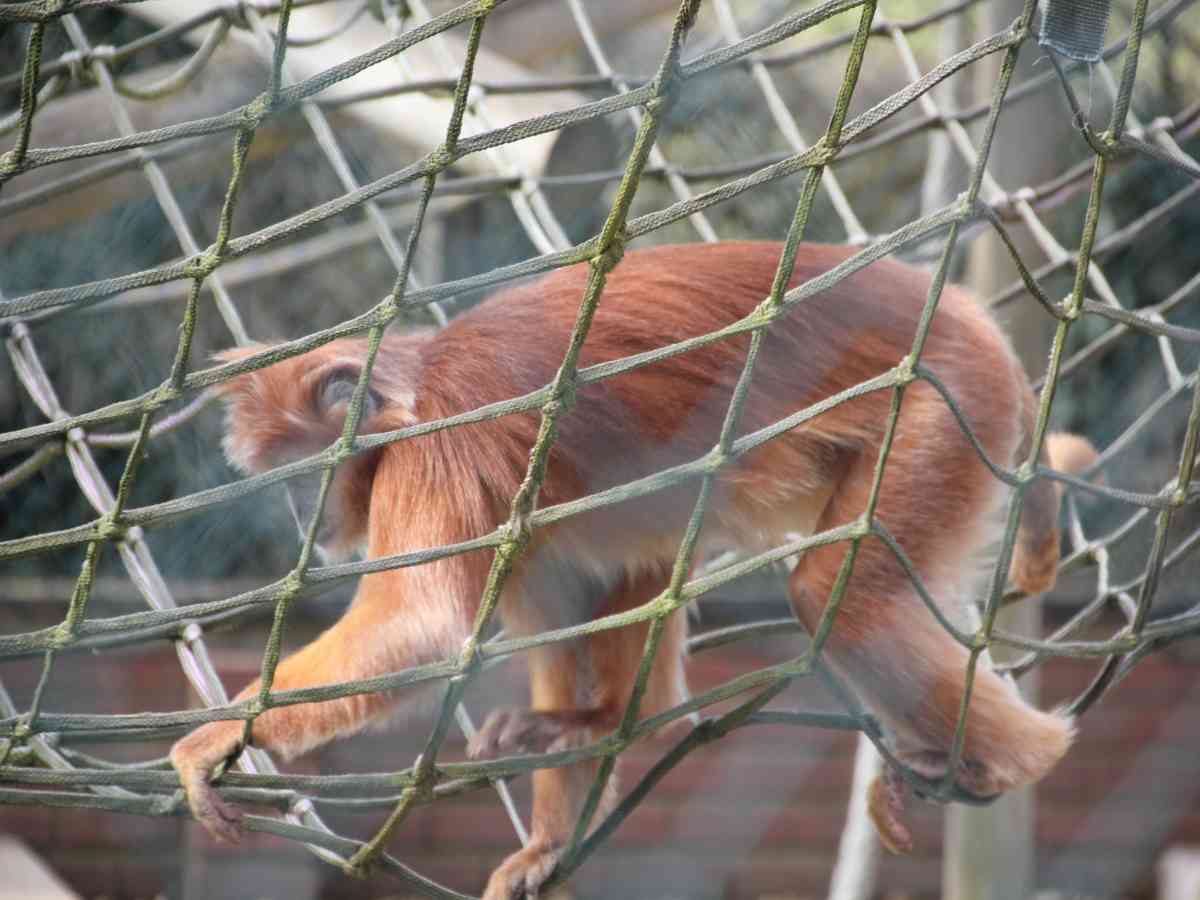 Monkey Haven picture gallery